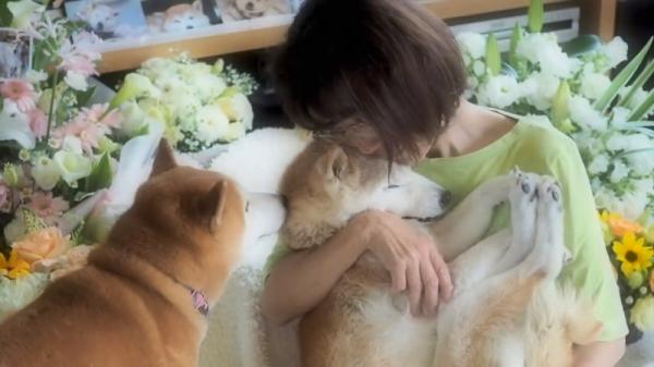 Cảm động cảnh chú chó Shiba nở nụ cười ấm áp nhìn chủ lần cuối trước khi qua đời Cảm động cảnh chú chó Shiba nở nụ cười ấm áp nhìn chủ lần cuối trước khi qua đời