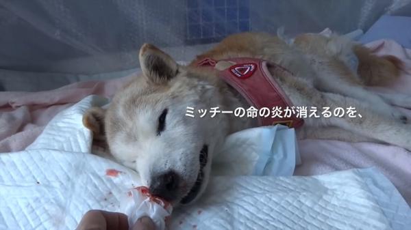 Cảm động cảnh chú chó Shiba nở nụ cười ấm áp nhìn chủ lần cuối trước khi qua đời Cảm động cảnh chú chó Shiba nở nụ cười ấm áp nhìn chủ lần cuối trước khi qua đời