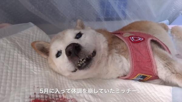 Cảm động cảnh chú chó Shiba nở nụ cười ấm áp nhìn chủ lần cuối trước khi qua đời Cảm động cảnh chú chó Shiba nở nụ cười ấm áp nhìn chủ lần cuối trước khi qua đời