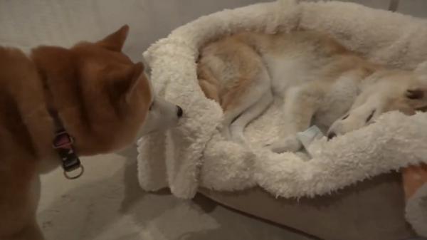 Cảm động cảnh chú chó Shiba nở nụ cười ấm áp nhìn chủ lần cuối trước khi qua đời Cảm động cảnh chú chó Shiba nở nụ cười ấm áp nhìn chủ lần cuối trước khi qua đời