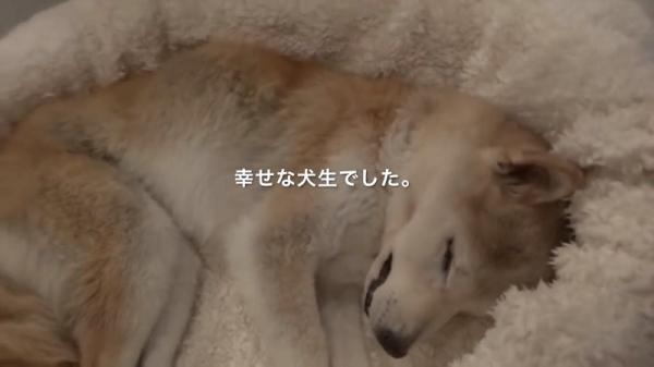 Cảm động cảnh chú chó Shiba nở nụ cười ấm áp nhìn chủ lần cuối trước khi qua đời Cảm động cảnh chú chó Shiba nở nụ cười ấm áp nhìn chủ lần cuối trước khi qua đời