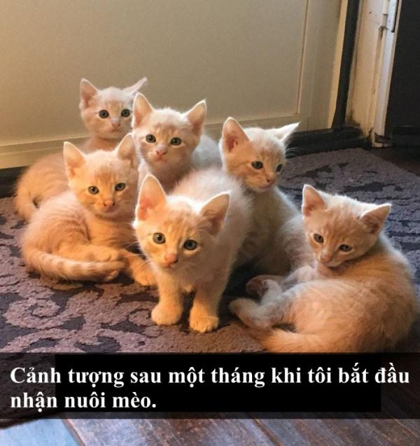 Loài mèo âm mưu thống trị thế giới, bắt đầu từ... Snapchat Loài mèo âm mưu thống trị thế giới, bắt đầu từ... Snapchat