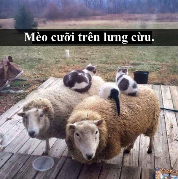 Loài mèo âm mưu thống trị thế giới, bắt đầu từ... Snapchat Loài mèo âm mưu thống trị thế giới, bắt đầu từ... Snapchat