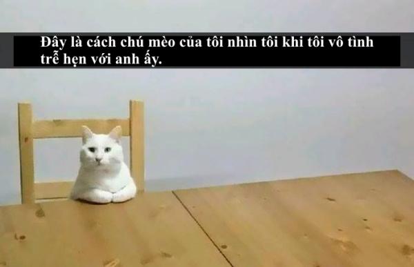 Loài mèo âm mưu thống trị thế giới, bắt đầu từ... Snapchat Loài mèo âm mưu thống trị thế giới, bắt đầu từ... Snapchat
