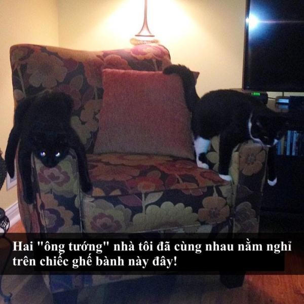 Loài mèo âm mưu thống trị thế giới, bắt đầu từ... Snapchat Loài mèo âm mưu thống trị thế giới, bắt đầu từ... Snapchat