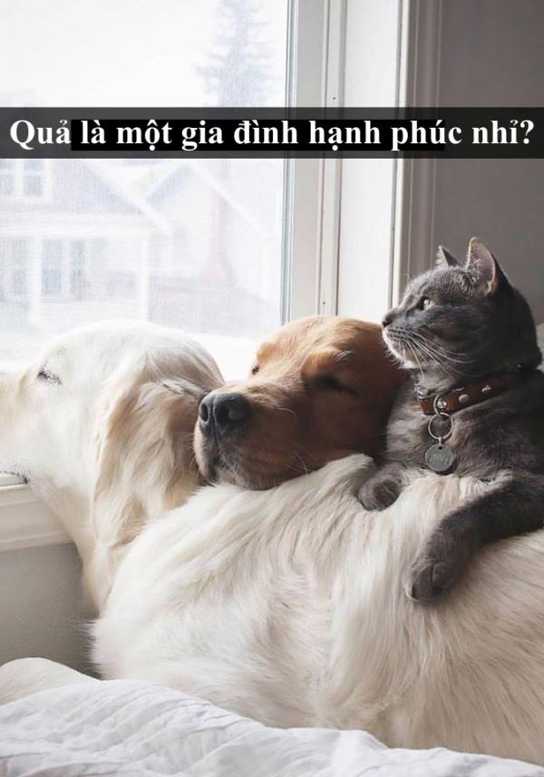 Loài mèo âm mưu thống trị thế giới, bắt đầu từ... Snapchat Loài mèo âm mưu thống trị thế giới, bắt đầu từ... Snapchat