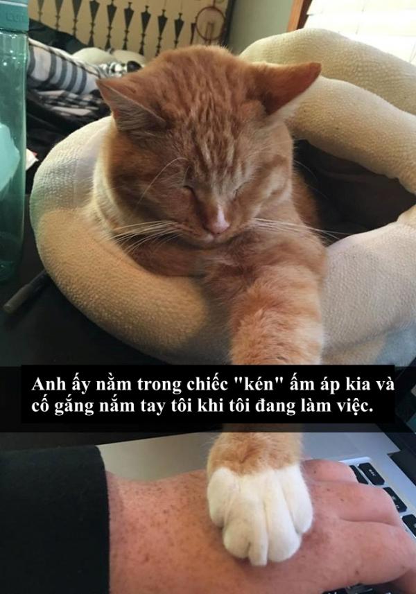 Loài mèo âm mưu thống trị thế giới, bắt đầu từ... Snapchat Loài mèo âm mưu thống trị thế giới, bắt đầu từ... Snapchat
