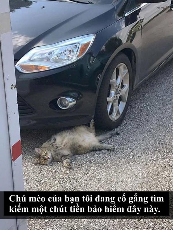 Loài mèo âm mưu thống trị thế giới, bắt đầu từ... Snapchat Loài mèo âm mưu thống trị thế giới, bắt đầu từ... Snapchat