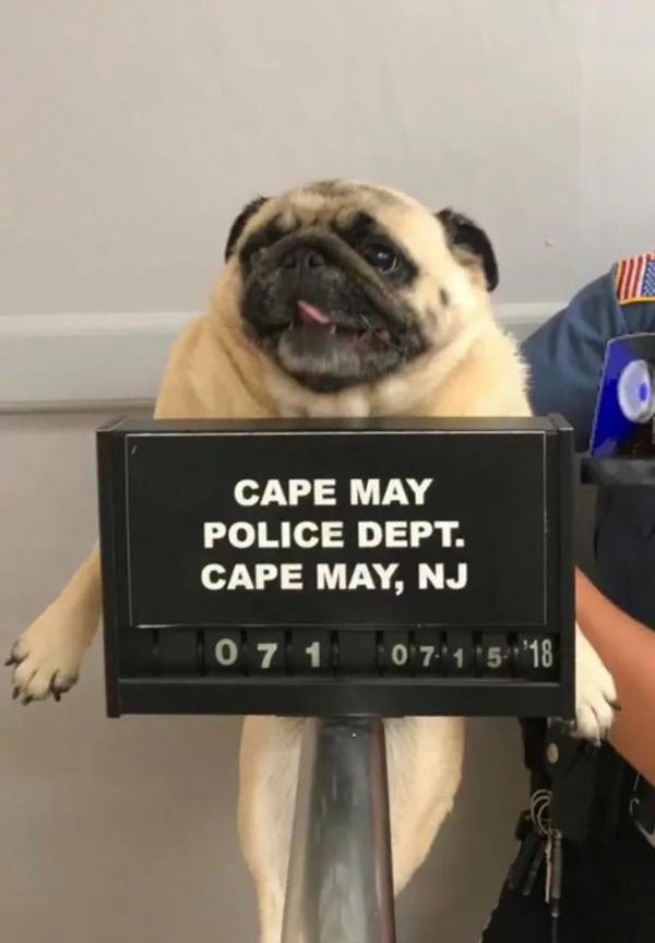 Chó Pug bỏ nhà đi bị cảnh sát bắt về đồn tạm giam và chụp ảnh phạm nhân Chó Pug bỏ nhà đi bị cảnh sát bắt về đồn tạm giam và chụp ảnh phạm nhân