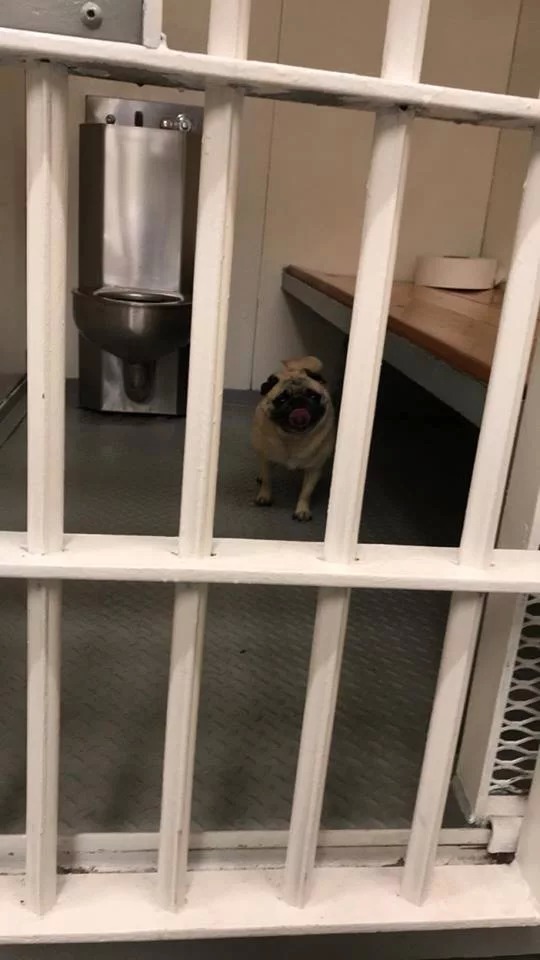 Chó Pug bỏ nhà đi bị cảnh sát bắt về đồn tạm giam và chụp ảnh phạm nhân Chó Pug bỏ nhà đi bị cảnh sát bắt về đồn tạm giam và chụp ảnh phạm nhân