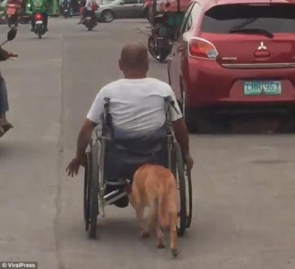 Lòng trung thành bất diệt của chú chó ngày ngày đẩy xe lăn cho chủ Lòng trung thành bất diệt của chú chó ngày ngày đẩy xe lăn cho chủ