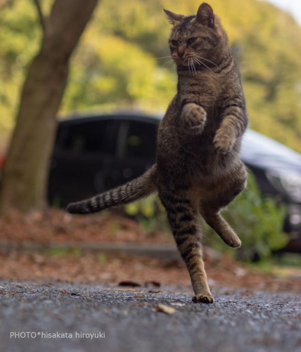 Loài mèo đang luyện tập ngày đêm để trở thành... Ninja Loài mèo đang luyện tập ngày đêm để trở thành... Ninja