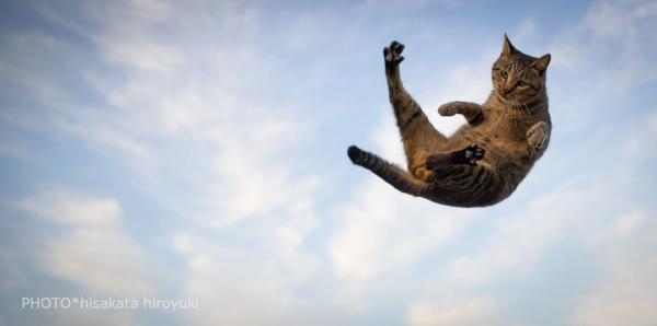 Loài mèo đang luyện tập ngày đêm để trở thành... Ninja Loài mèo đang luyện tập ngày đêm để trở thành... Ninja
