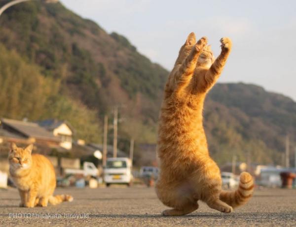 Loài mèo đang luyện tập ngày đêm để trở thành... Ninja Loài mèo đang luyện tập ngày đêm để trở thành... Ninja