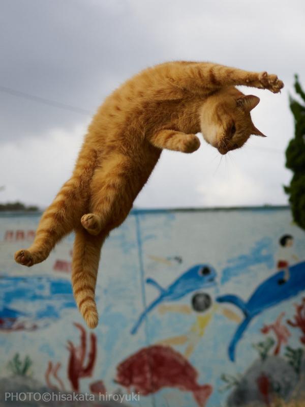 Loài mèo đang luyện tập ngày đêm để trở thành... Ninja Loài mèo đang luyện tập ngày đêm để trở thành... Ninja