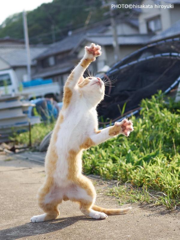 Loài mèo đang luyện tập ngày đêm để trở thành... Ninja Loài mèo đang luyện tập ngày đêm để trở thành... Ninja