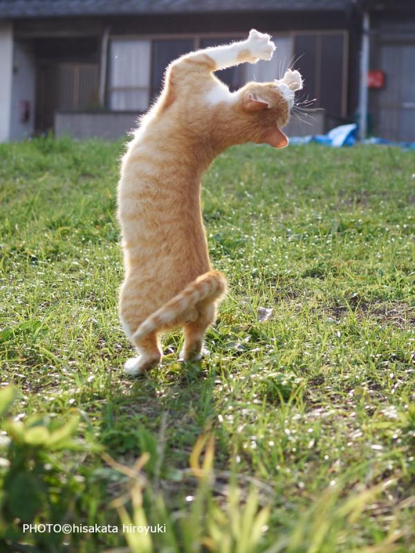 Loài mèo đang luyện tập ngày đêm để trở thành... Ninja Loài mèo đang luyện tập ngày đêm để trở thành... Ninja