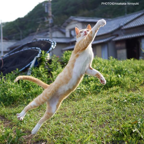 Loài mèo đang luyện tập ngày đêm để trở thành... Ninja Loài mèo đang luyện tập ngày đêm để trở thành... Ninja