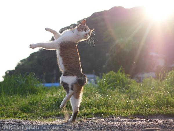 Loài mèo đang luyện tập ngày đêm để trở thành... Ninja Loài mèo đang luyện tập ngày đêm để trở thành... Ninja
