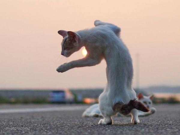 Loài mèo đang luyện tập ngày đêm để trở thành... Ninja Loài mèo đang luyện tập ngày đêm để trở thành... Ninja