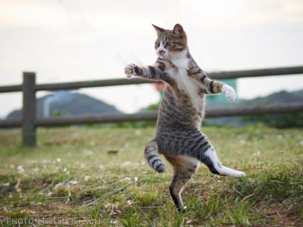 Loài mèo đang luyện tập ngày đêm để trở thành... Ninja Loài mèo đang luyện tập ngày đêm để trở thành... Ninja