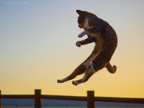 Loài mèo đang luyện tập ngày đêm để trở thành... Ninja Loài mèo đang luyện tập ngày đêm để trở thành... Ninja