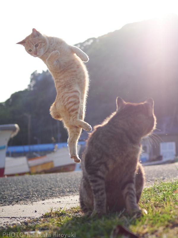Loài mèo đang luyện tập ngày đêm để trở thành... Ninja Loài mèo đang luyện tập ngày đêm để trở thành... Ninja