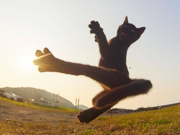 Loài mèo đang luyện tập ngày đêm để trở thành... Ninja Loài mèo đang luyện tập ngày đêm để trở thành... Ninja