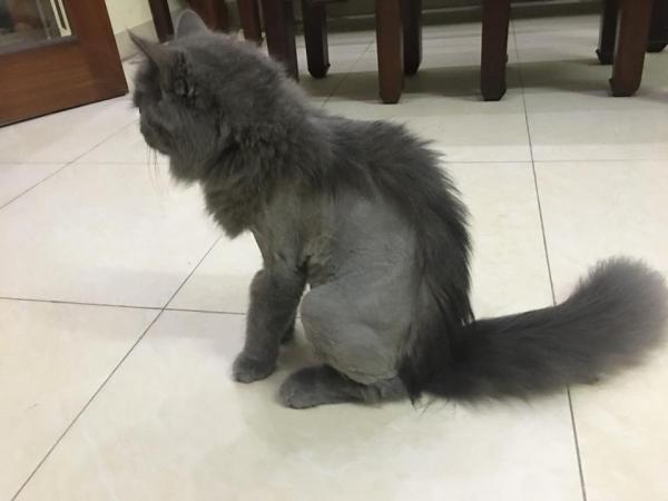 Bộ mặt hờn dỗi cả thế giới của các boss khi bị 'con sen' cạo lông không thương tiếc Bộ mặt hờn dỗi cả thế giới của các boss khi bị 'con sen' cạo lông không thương tiếc