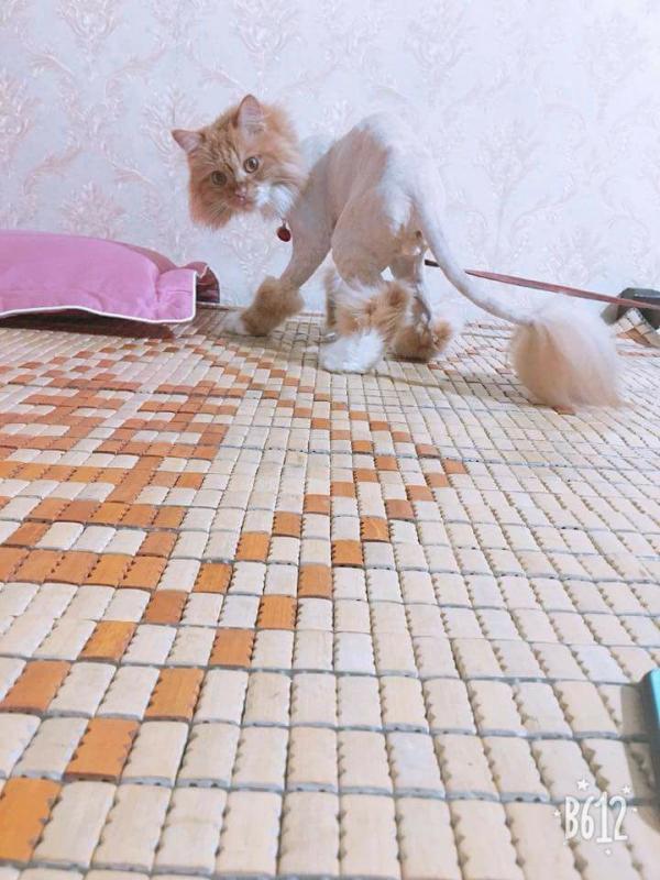 Bộ mặt hờn dỗi cả thế giới của các boss khi bị 'con sen' cạo lông không thương tiếc Bộ mặt hờn dỗi cả thế giới của các boss khi bị 'con sen' cạo lông không thương tiếc