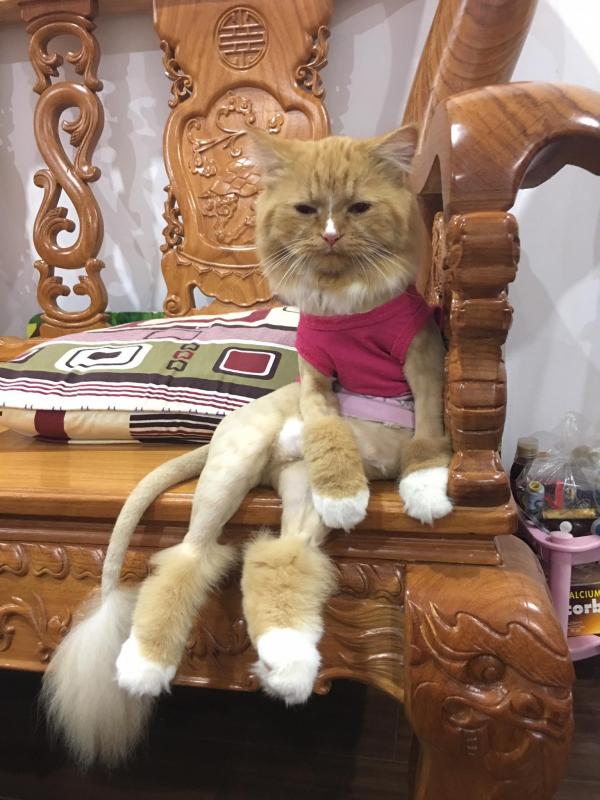 Bộ mặt hờn dỗi cả thế giới của các boss khi bị 'con sen' cạo lông không thương tiếc Bộ mặt hờn dỗi cả thế giới của các boss khi bị 'con sen' cạo lông không thương tiếc
