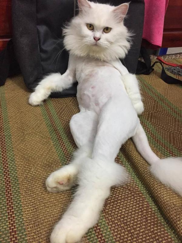 Bộ mặt hờn dỗi cả thế giới của các boss khi bị 'con sen' cạo lông không thương tiếc Bộ mặt hờn dỗi cả thế giới của các boss khi bị 'con sen' cạo lông không thương tiếc