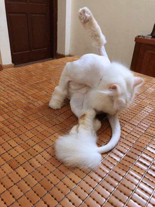 Bộ mặt hờn dỗi cả thế giới của các boss khi bị 'con sen' cạo lông không thương tiếc Bộ mặt hờn dỗi cả thế giới của các boss khi bị 'con sen' cạo lông không thương tiếc