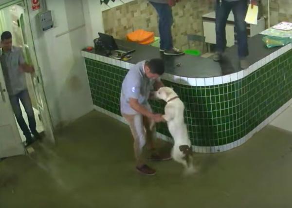 Chó Pitbull thân thiện muốn tìm người chơi cùng, ai ngờ khiến nhân viên cửa hàng phát hoảng Chó Pitbull thân thiện muốn tìm người chơi cùng, ai ngờ khiến nhân viên cửa hàng phát hoảng