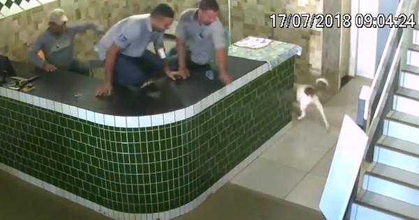 Chó Pitbull thân thiện muốn tìm người chơi cùng, ai ngờ khiến nhân viên cửa hàng phát hoảng Chó Pitbull thân thiện muốn tìm người chơi cùng, ai ngờ khiến nhân viên cửa hàng phát hoảng
