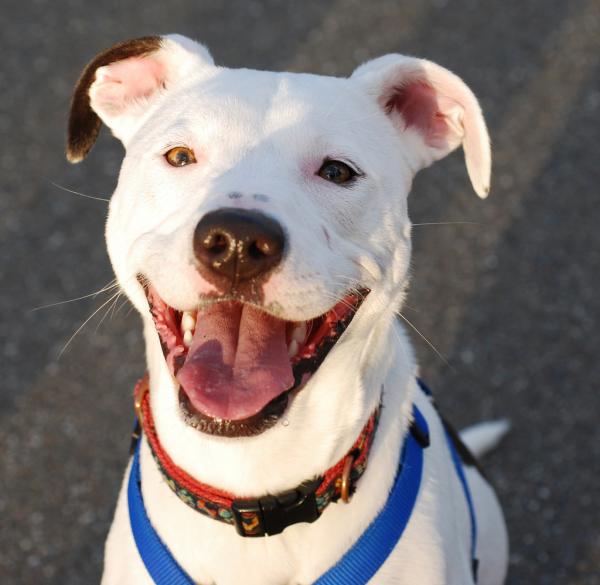 Chó Pitbull thân thiện muốn tìm người chơi cùng, ai ngờ khiến nhân viên cửa hàng phát hoảng Chó Pitbull thân thiện muốn tìm người chơi cùng, ai ngờ khiến nhân viên cửa hàng phát hoảng