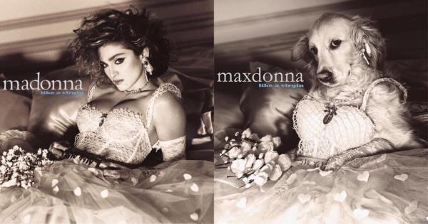 Khi cún cưng trở thành gương mặt đại diện thay cho Madonna Khi cún cưng trở thành gương mặt đại diện thay cho Madonna