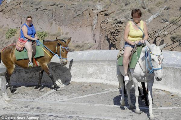Lừa trên đảo Santorini gục chết khi phải vận chuyển quá nhiều khách du lịch nặng ký Lừa trên đảo Santorini gục chết khi phải vận chuyển quá nhiều khách du lịch nặng ký