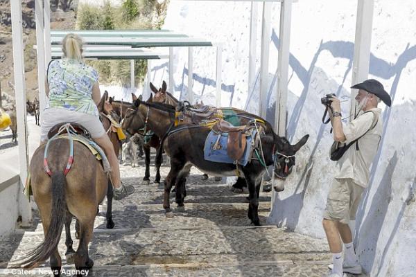 Lừa trên đảo Santorini gục chết khi phải vận chuyển quá nhiều khách du lịch nặng ký Lừa trên đảo Santorini gục chết khi phải vận chuyển quá nhiều khách du lịch nặng ký