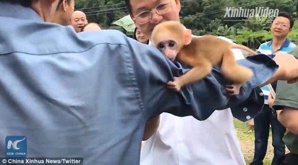 Chú khỉ con sợ hãi bám chặt tay người sau khi được giải cứu khỏi đường dây buôn bán động vật Chú khỉ con sợ hãi bám chặt tay người sau khi được giải cứu khỏi đường dây buôn bán động vật