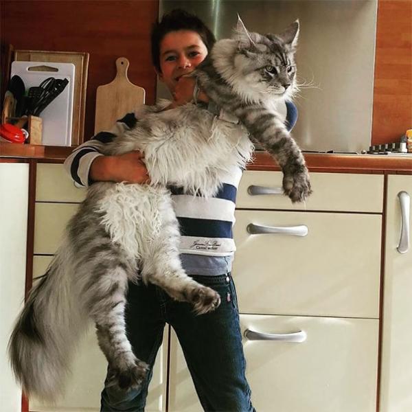 17 chú mèo dòng Maine Coon đẹp chẳng khác gì sinh vật trong truyện cổ tích 17 chú mèo dòng Maine Coon đẹp chẳng khác gì sinh vật trong truyện cổ tích
