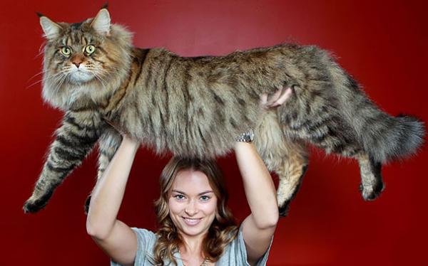 17 chú mèo dòng Maine Coon đẹp chẳng khác gì sinh vật trong truyện cổ tích 17 chú mèo dòng Maine Coon đẹp chẳng khác gì sinh vật trong truyện cổ tích
