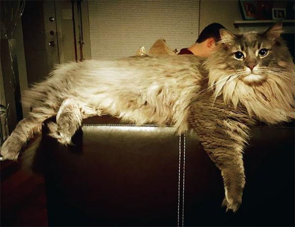 17 chú mèo dòng Maine Coon đẹp chẳng khác gì sinh vật trong truyện cổ tích 17 chú mèo dòng Maine Coon đẹp chẳng khác gì sinh vật trong truyện cổ tích