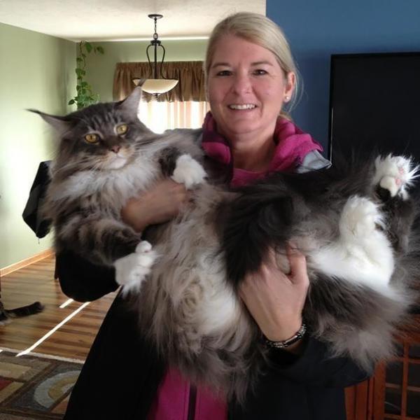 17 chú mèo dòng Maine Coon đẹp chẳng khác gì sinh vật trong truyện cổ tích 17 chú mèo dòng Maine Coon đẹp chẳng khác gì sinh vật trong truyện cổ tích
