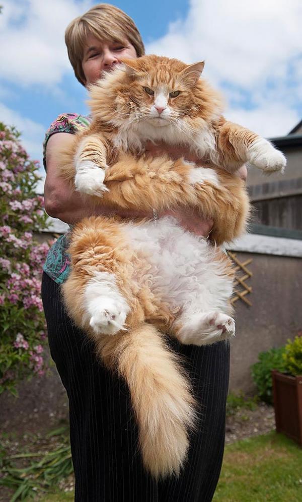 17 chú mèo dòng Maine Coon đẹp chẳng khác gì sinh vật trong truyện cổ tích 17 chú mèo dòng Maine Coon đẹp chẳng khác gì sinh vật trong truyện cổ tích