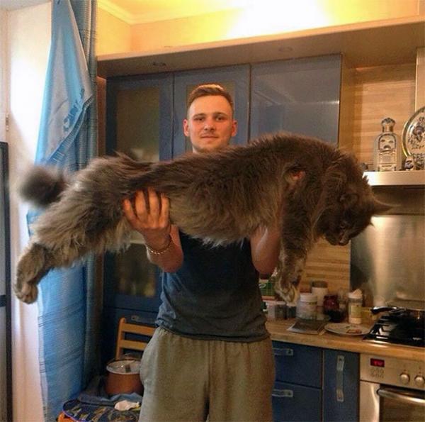 17 chú mèo dòng Maine Coon đẹp chẳng khác gì sinh vật trong truyện cổ tích 17 chú mèo dòng Maine Coon đẹp chẳng khác gì sinh vật trong truyện cổ tích