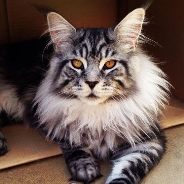17 chú mèo dòng Maine Coon đẹp chẳng khác gì sinh vật trong truyện cổ tích 17 chú mèo dòng Maine Coon đẹp chẳng khác gì sinh vật trong truyện cổ tích