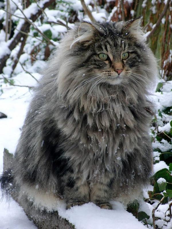 17 chú mèo dòng Maine Coon đẹp chẳng khác gì sinh vật trong truyện cổ tích 17 chú mèo dòng Maine Coon đẹp chẳng khác gì sinh vật trong truyện cổ tích