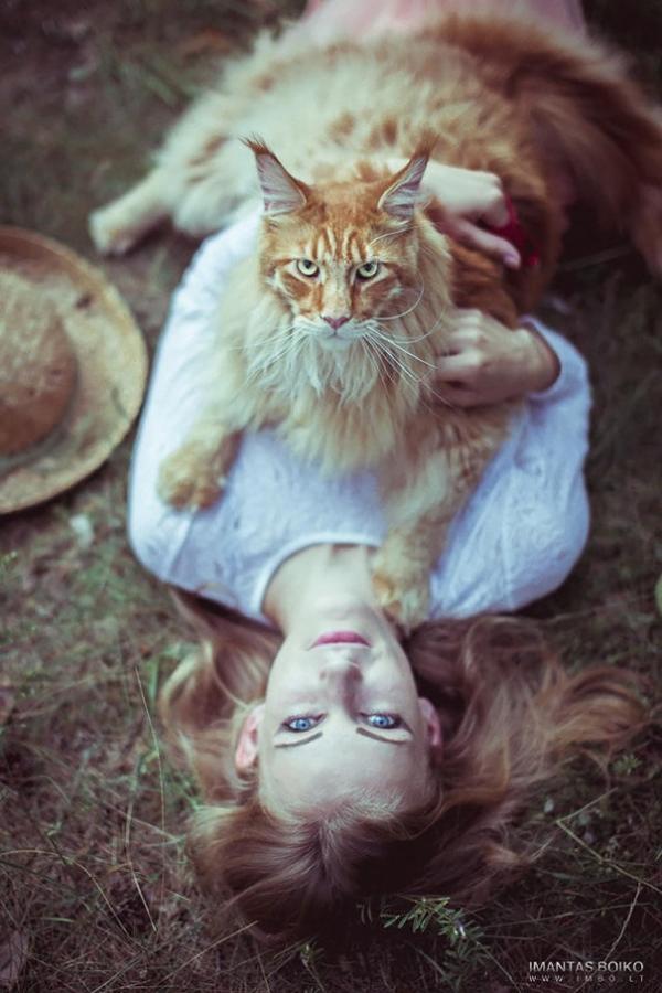 17 chú mèo dòng Maine Coon đẹp chẳng khác gì sinh vật trong truyện cổ tích 17 chú mèo dòng Maine Coon đẹp chẳng khác gì sinh vật trong truyện cổ tích