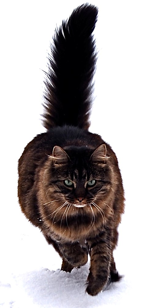 17 chú mèo dòng Maine Coon đẹp chẳng khác gì sinh vật trong truyện cổ tích 17 chú mèo dòng Maine Coon đẹp chẳng khác gì sinh vật trong truyện cổ tích